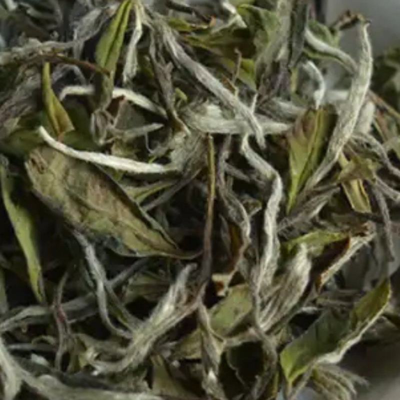 白牡丹信阳老白茶出来了