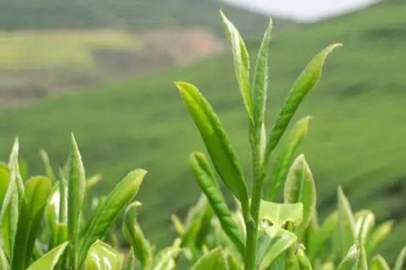 白牡丹信阳老白茶出来了