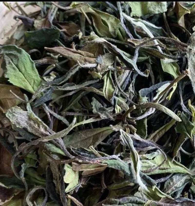 白牡丹信阳老白茶出来了