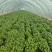 龙薯九号红薯苗25~35cm商薯19红薯苗板栗薯苗，