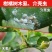 良巧阿维螺虫乙酯柑橘树木虱介壳虫正品农药杀虫剂