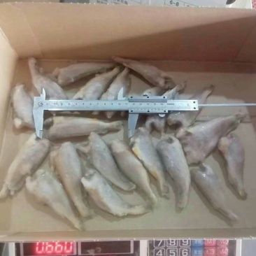 去头黄鲫鱼