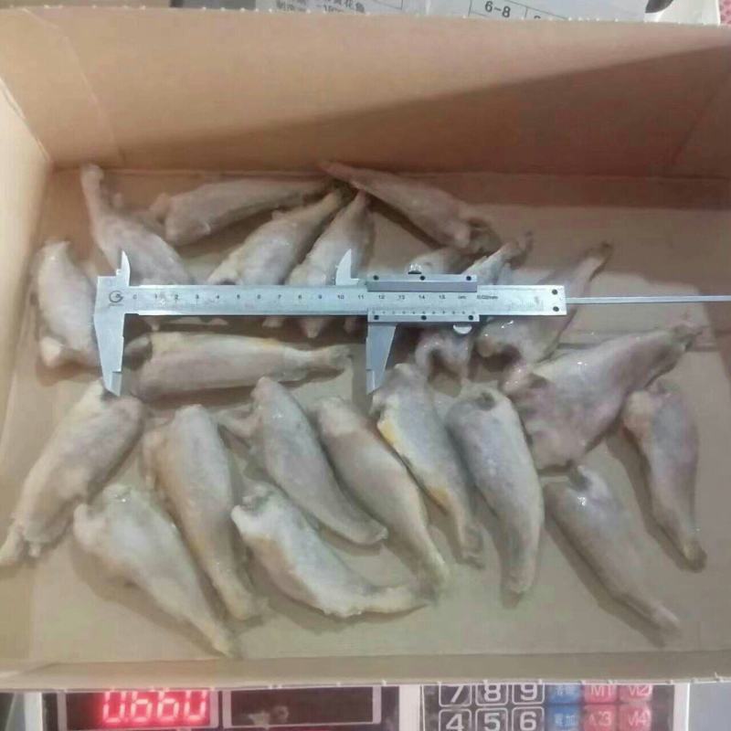 去头黄鲫鱼