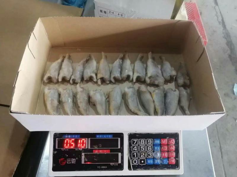 去头黄鲫鱼
