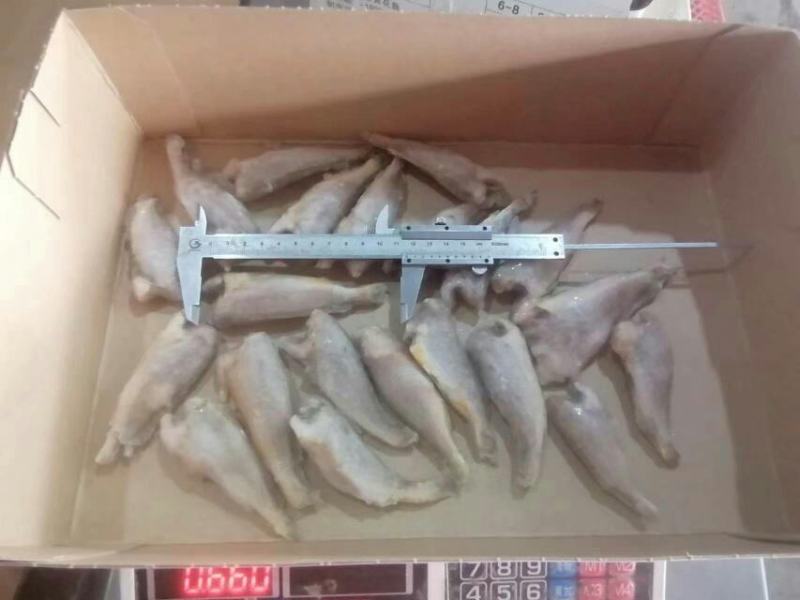 去头黄鲫鱼