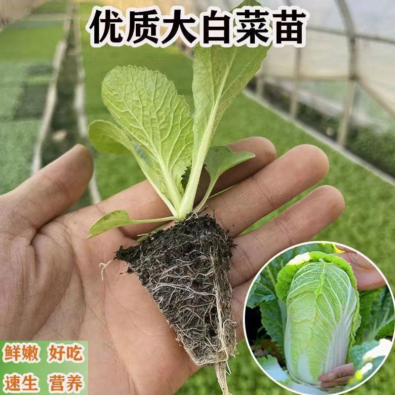 黄心白菜苗小白菜苗青杂三号白菜苗免费技术指导包回收