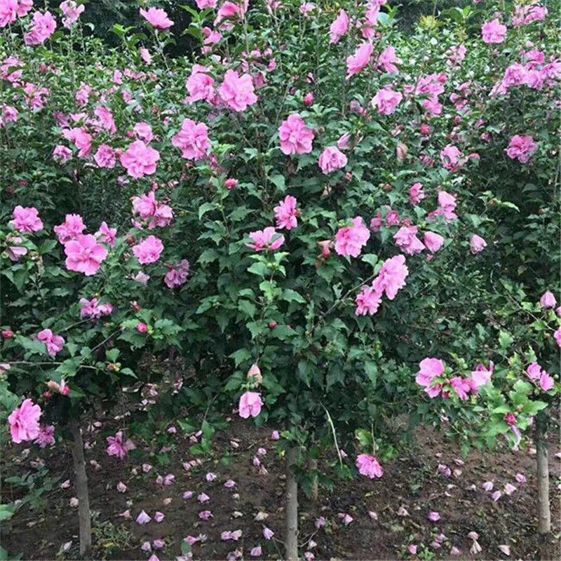 木槿花适合庭院绿化工程种植花期时间长