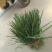 韭菜