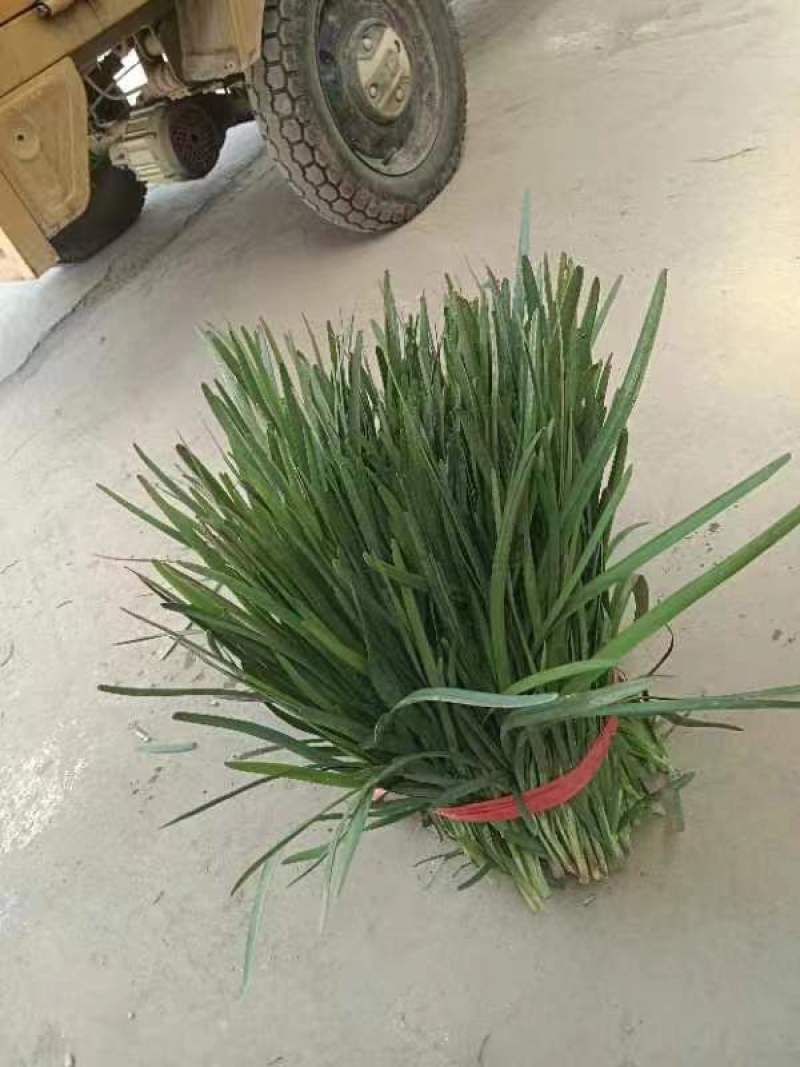 韭菜