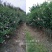 木槿花适合庭院绿化工程种植花期时间长