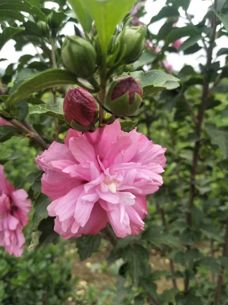 木槿花适合庭院绿化工程种植花期时间长