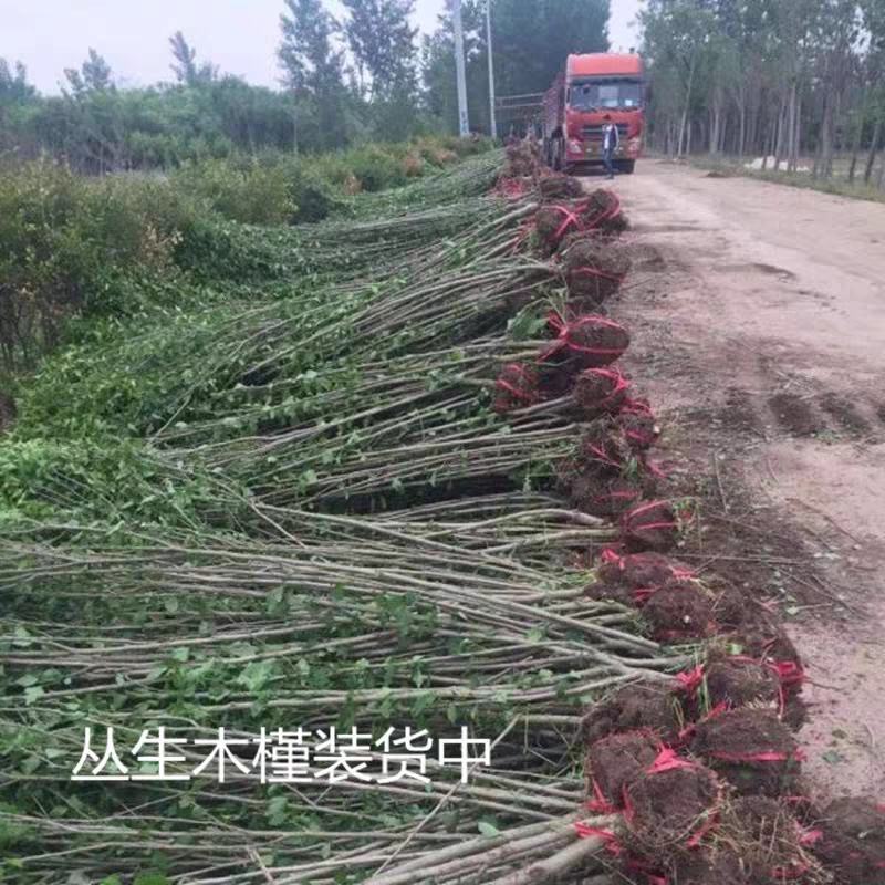 木槿花适合庭院绿化工程种植花期时间长