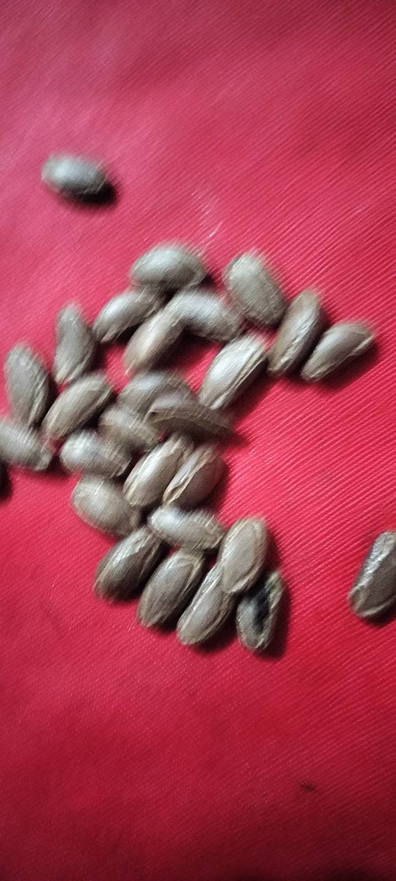 广西吊瓜子种植基地直供全国发货绿源农业生态园
