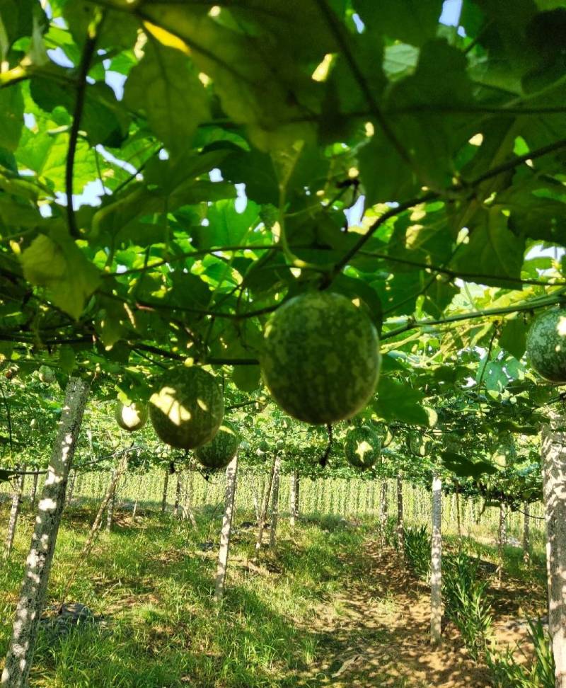 广西吊瓜子种植基地直供全国发货绿源农业生态园