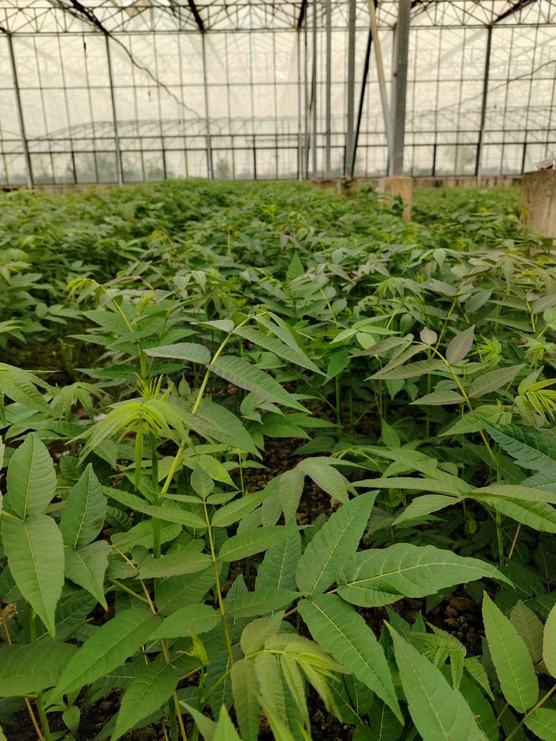 百W四季红油香椿苗，四季供应鲜芽