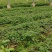 百W四季红油香椿苗，四季供应鲜芽