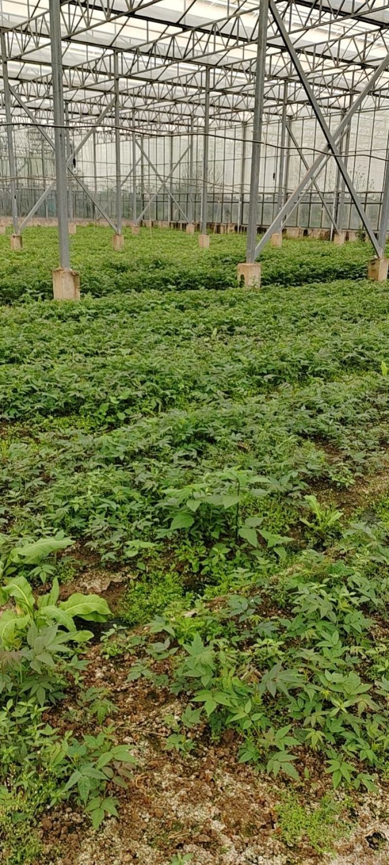 百W四季红油香椿苗，四季供应鲜芽