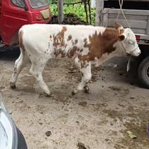 西门塔尔繁殖小母牛，夏洛莱繁殖小母牛，本地土种小黄母牛