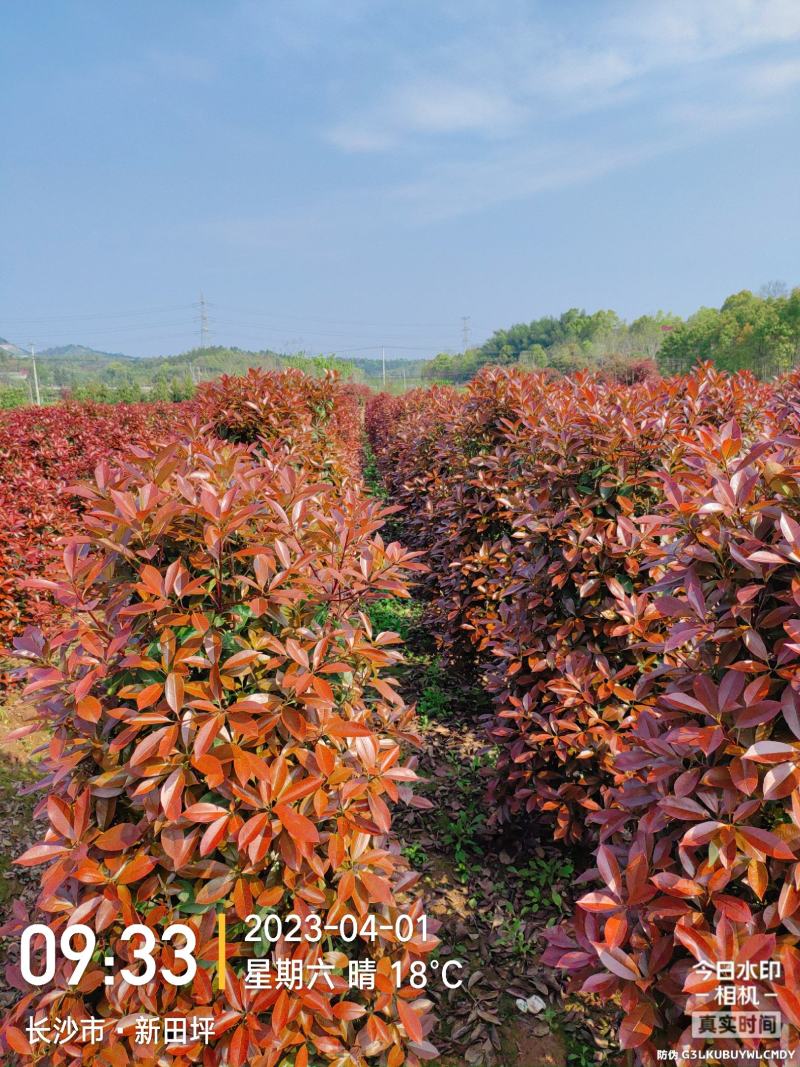 红叶石楠柱子