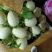 东方蜜甜瓜