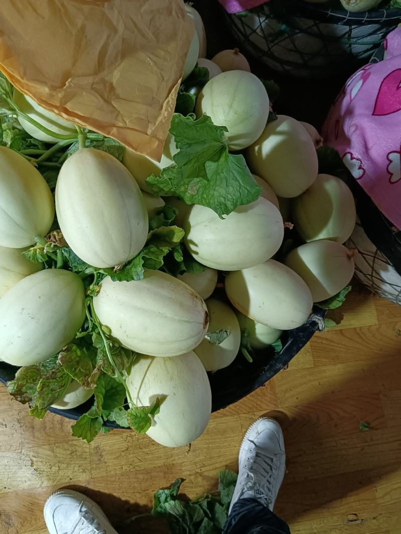 东方蜜甜瓜