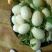 东方蜜甜瓜