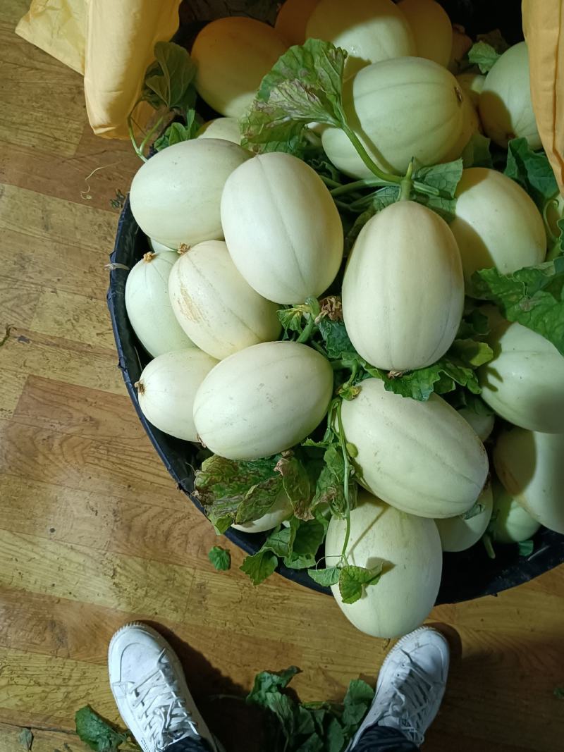 东方蜜甜瓜