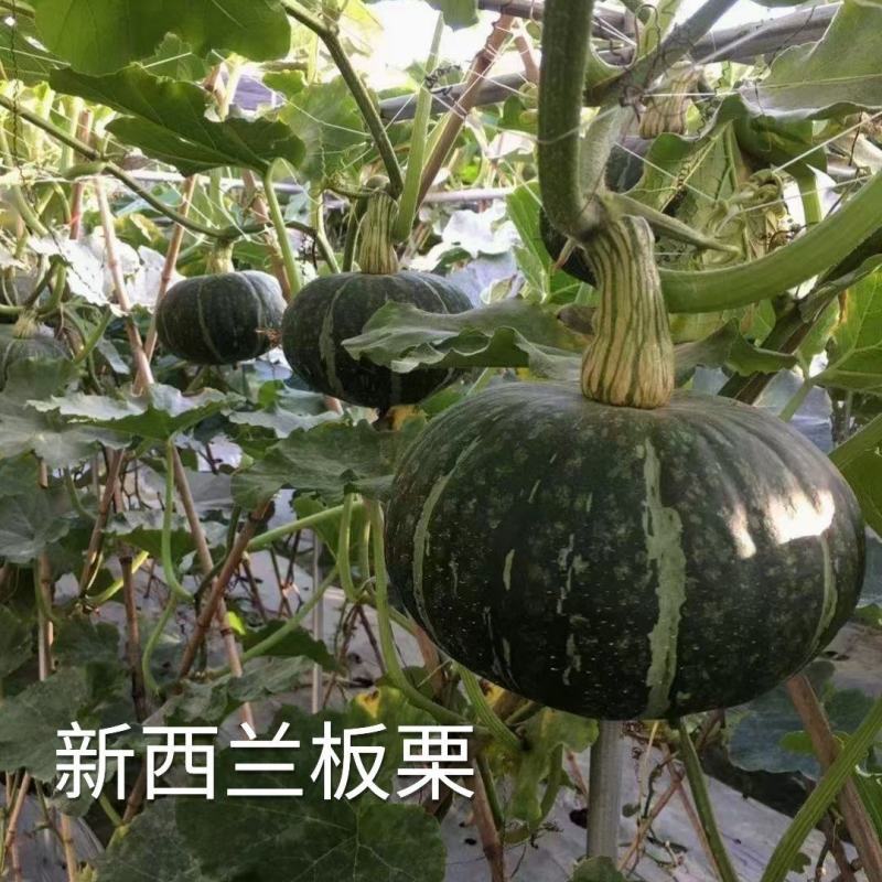 新西兰板栗南瓜种子籽真正的板栗大贝贝板栗粉糯香甜南瓜蔬菜