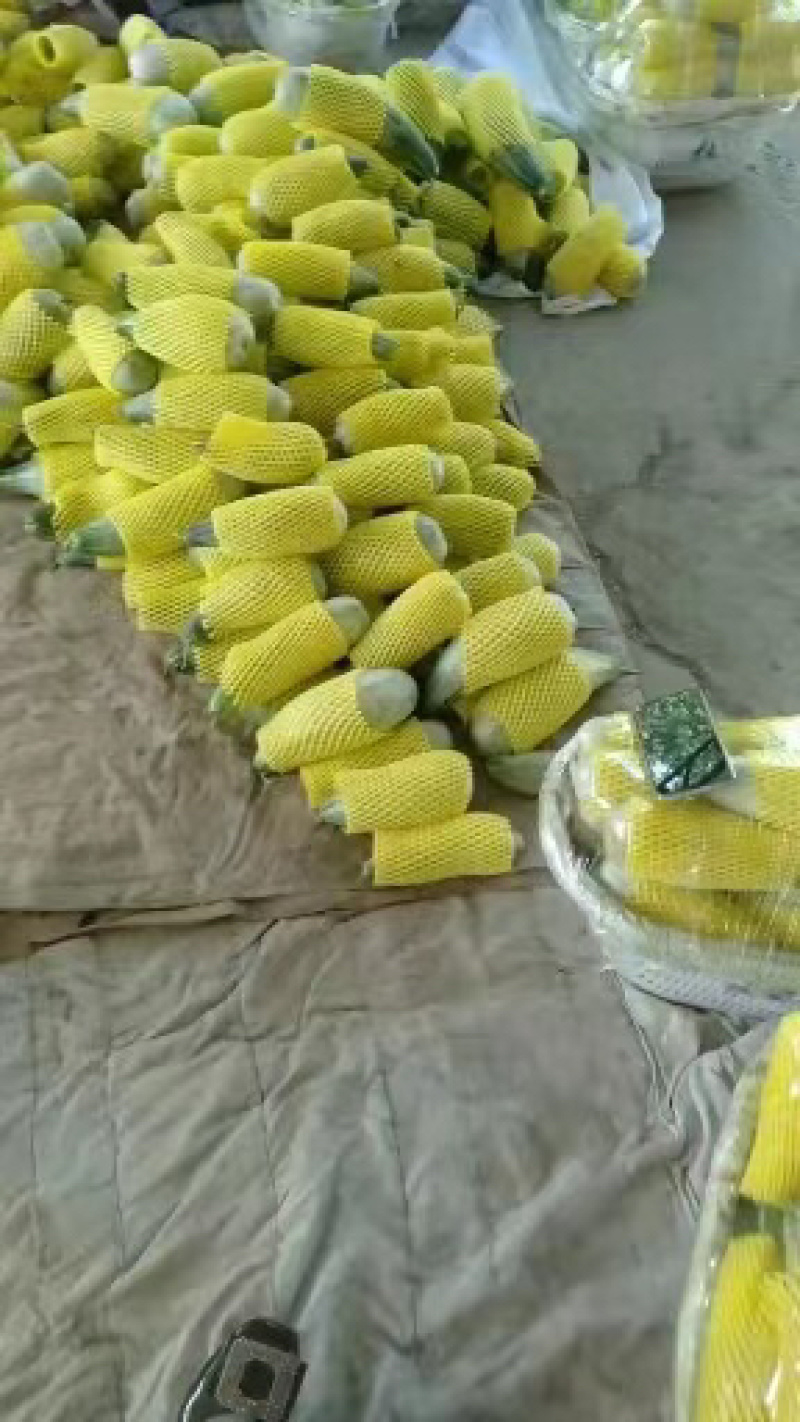 羊角蜜甜瓜基地发货量大从优欢迎咨询下单