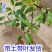 橄榄苗广西黑榄树苗嫁接苗黄橄榄苗阳台南方种植庭院果树苗