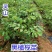 橄榄苗广西黑榄树苗嫁接苗黄橄榄苗阳台南方种植庭院果树苗