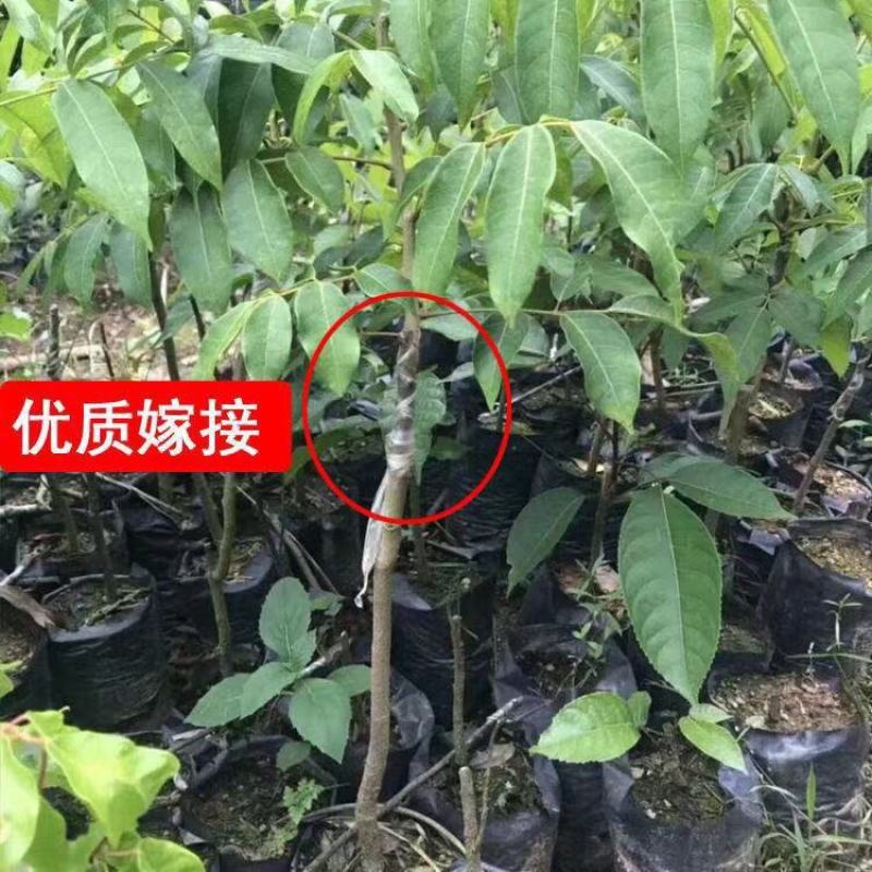 橄榄苗广西黑榄树苗嫁接苗黄橄榄苗阳台南方种植庭院果树苗