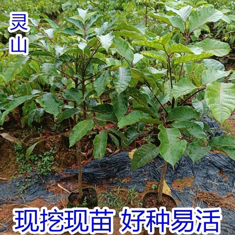 橄榄苗广西黑榄树苗嫁接苗黄橄榄苗阳台南方种植庭院果树苗
