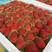 安徽蚌埠万亩草莓代办代发红颜草莓量大从优供商超社区团购