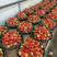 安徽蚌埠万亩草莓代办代发红颜草莓量大从优供商超社区团购