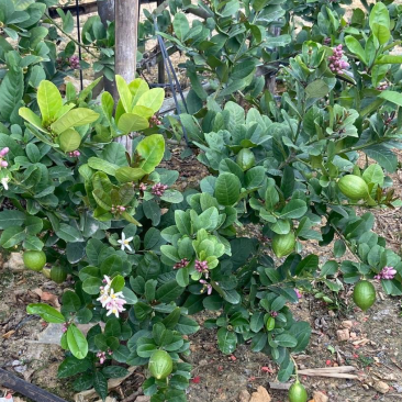 广东香水柠檬