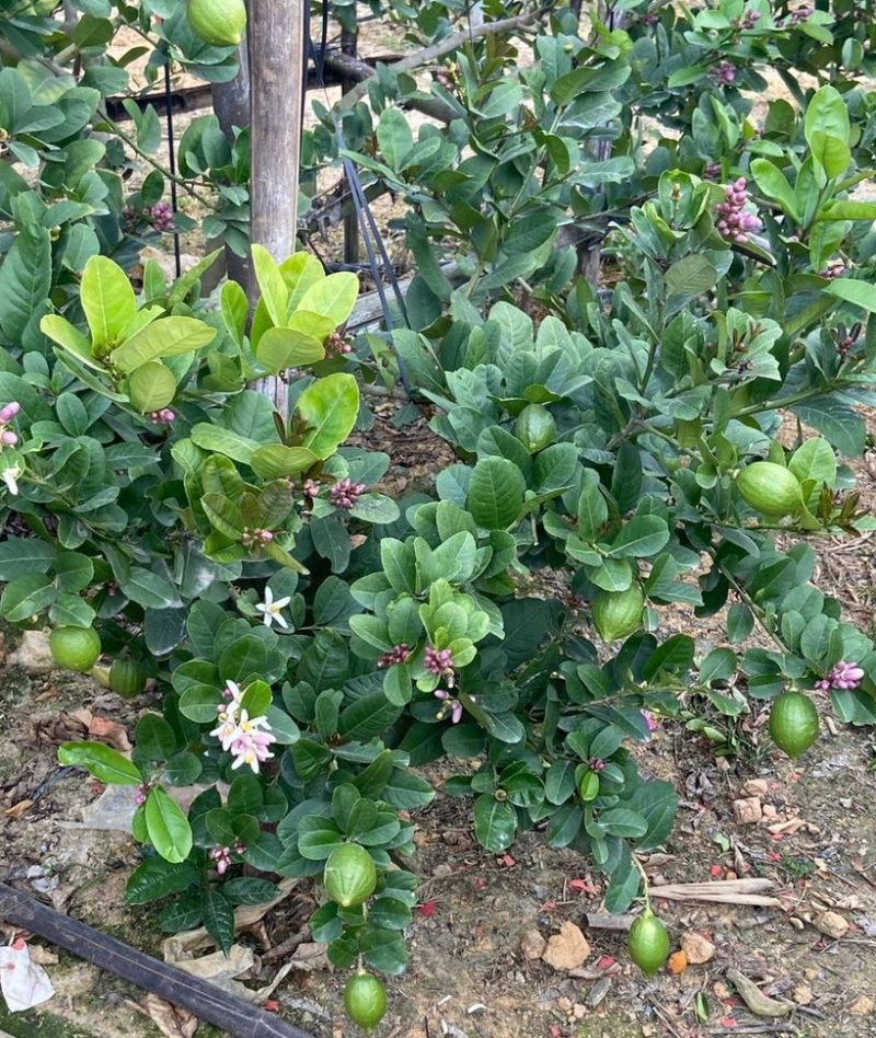广东香水柠檬