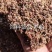 红枣粉低价出饲料**（红枣粉）含糖量高（30%）