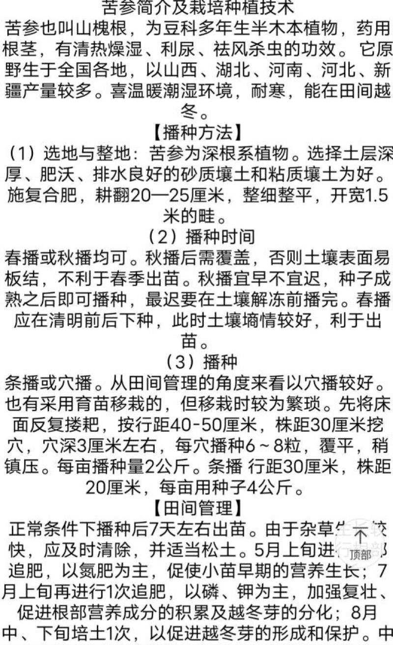 新产全新苦参种子苦参种子全国可种植包邮