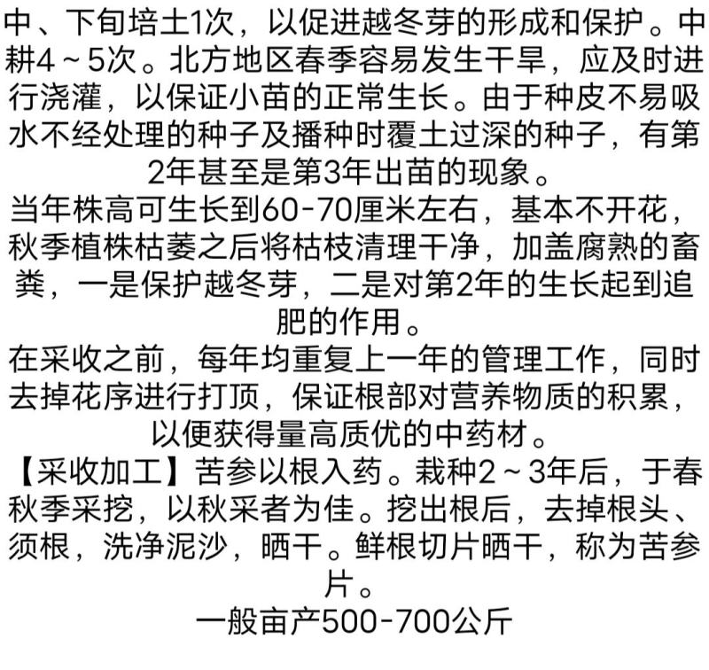 新产全新苦参种子苦参种子全国可种植包邮