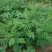 新产全新苦参种子苦参种子全国可种植包邮