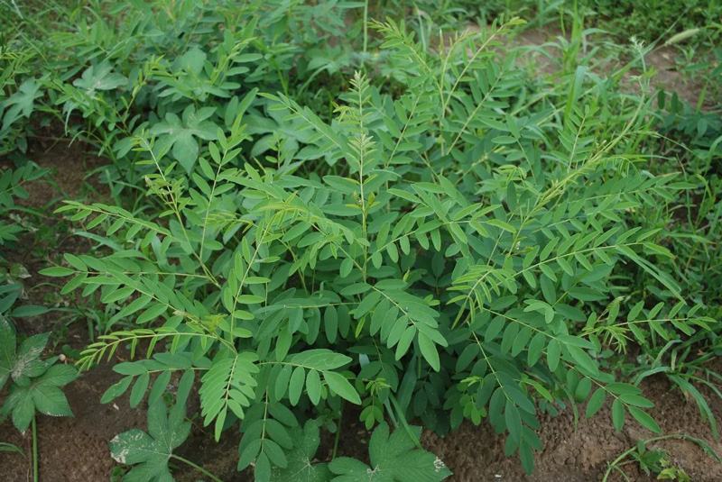新产全新苦参种子苦参种子全国可种植包邮