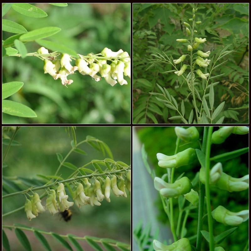 新产全新苦参种子苦参种子全国可种植包邮