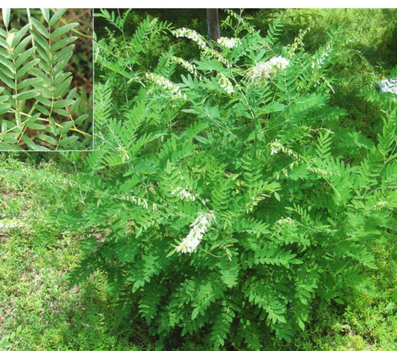 新产全新苦参种子苦参种子全国可种植包邮
