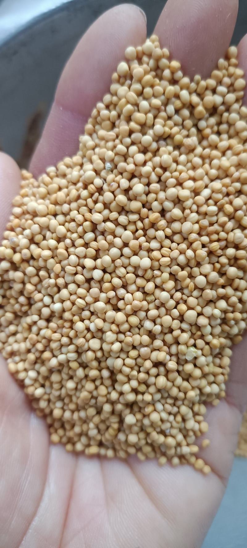 白芥子，新货干净无杂，过筛无硫，全国发货