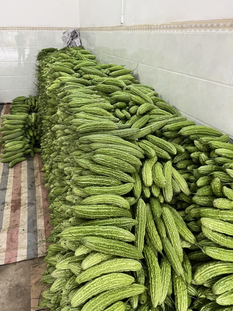 珍珠苦瓜大量上市……………………………………………………