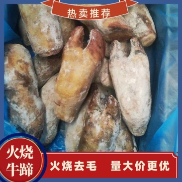 新鲜牦牛蹄牛脚掌牛脚火烧去毛牛蹄筋牛蹄生鲜红烧炖汤