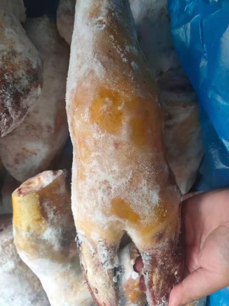 新鲜牦牛蹄牛脚掌牛脚火烧去毛牛蹄筋牛蹄生鲜红烧炖汤