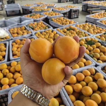 杏，金太阳杏，凯特杏，一手货源，对接电商，批发市场，超市