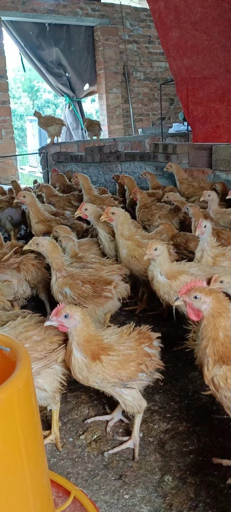 麒麟鸡公母混合童鸡